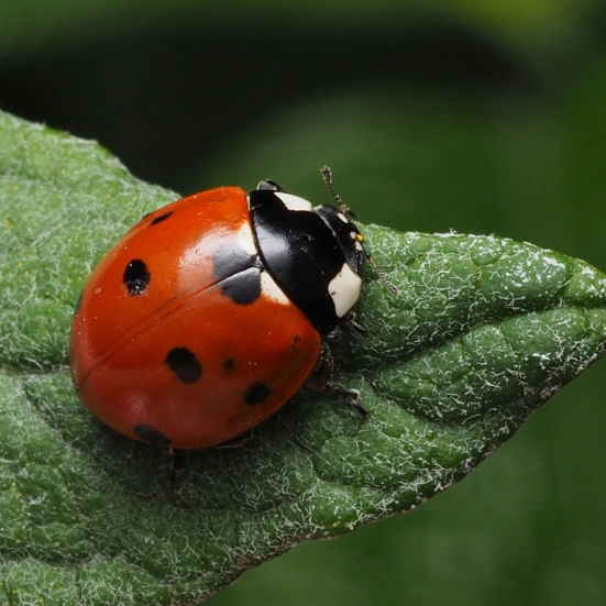 Mariehøne på grønt blad