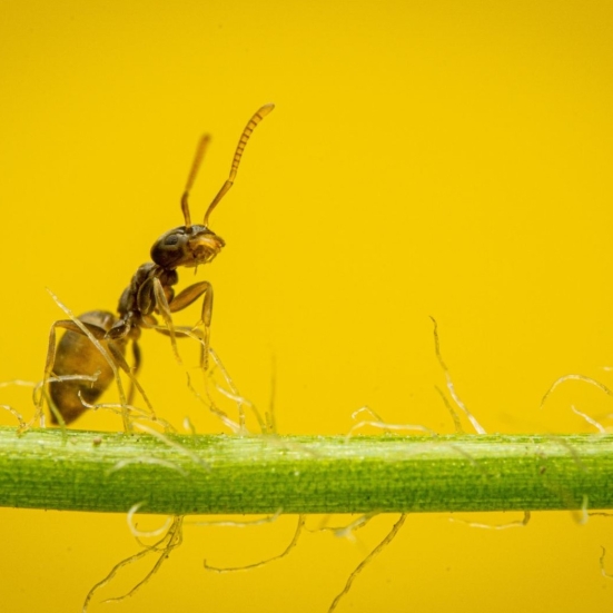 Myre på gul baggrund
